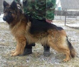 Продам щенят німецької вівчарки