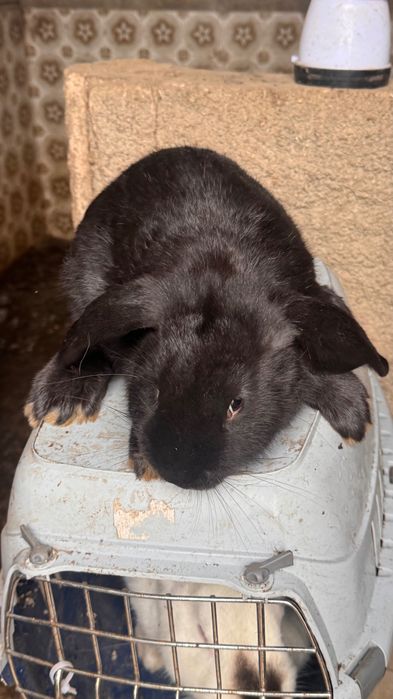 Coelhos cruzados com raça Lop Francesa