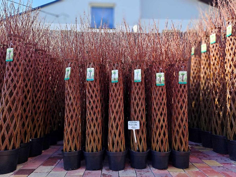 Wierzby plecione iwa hakuro