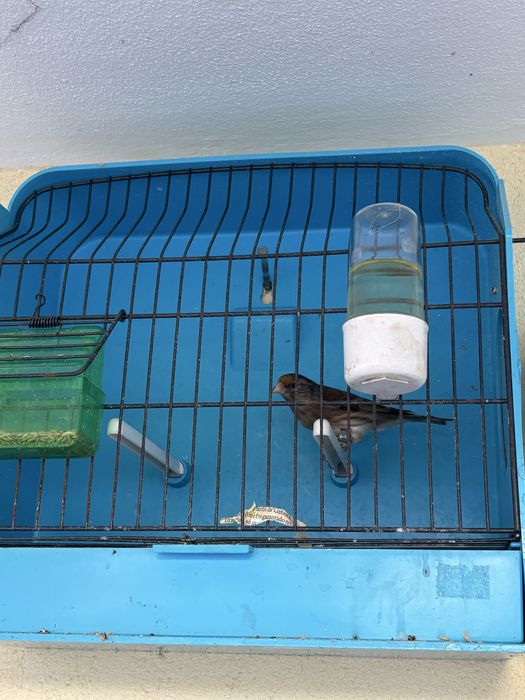 Vendo hibridos de pintassilgo