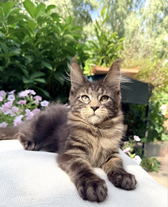 Klasyk ! Czarny klasycznie pręgowany kocurek Maine Coon, hodowla FPL