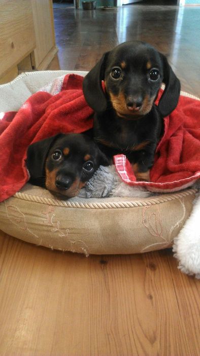 Маленькі джентльмени з аристократичними манерами — чорно-підпалі такси