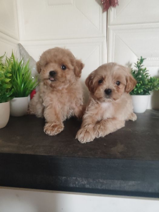 Чарівні малюки Мальтіпу ф1 хлопчики та дівчатка.