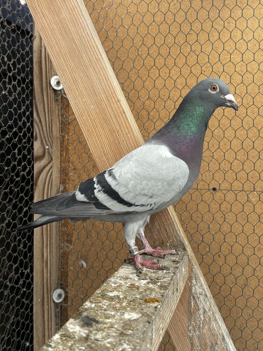 Gołębie pocztowe Samiec