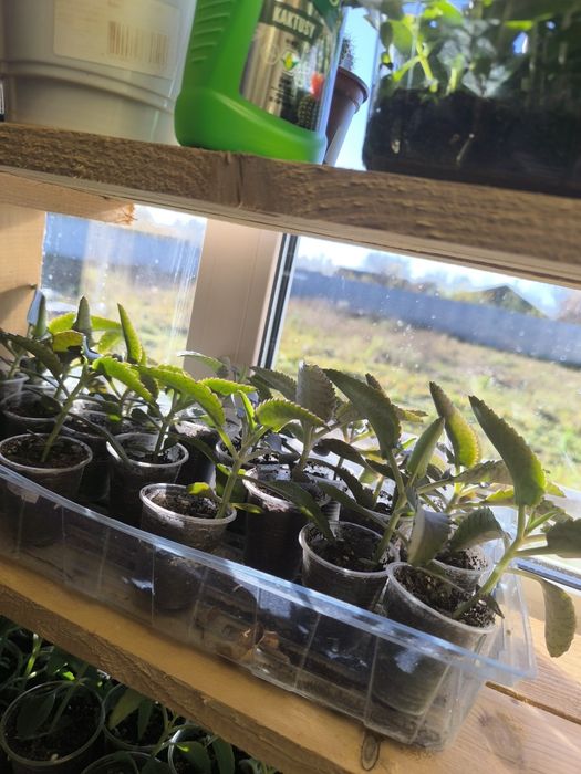 Каланхоє, каланхое