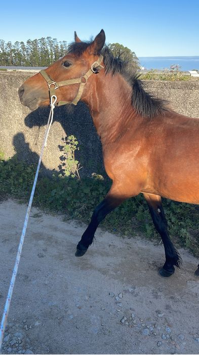 Vendo garrano com 2/3 anos