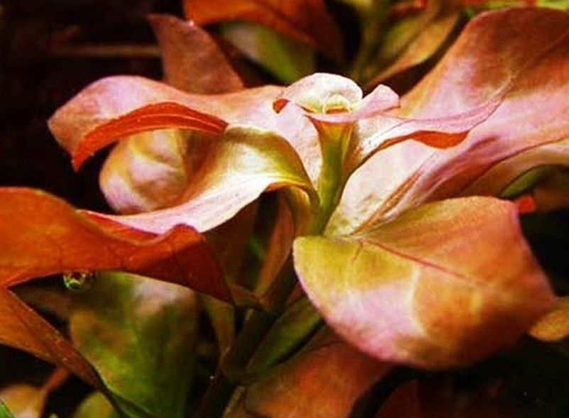 Ludwigia mesakana
