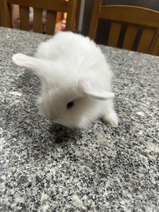 Vende se coelhos anões