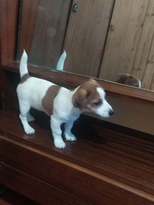 Цуценята Джек Рассел Терьер