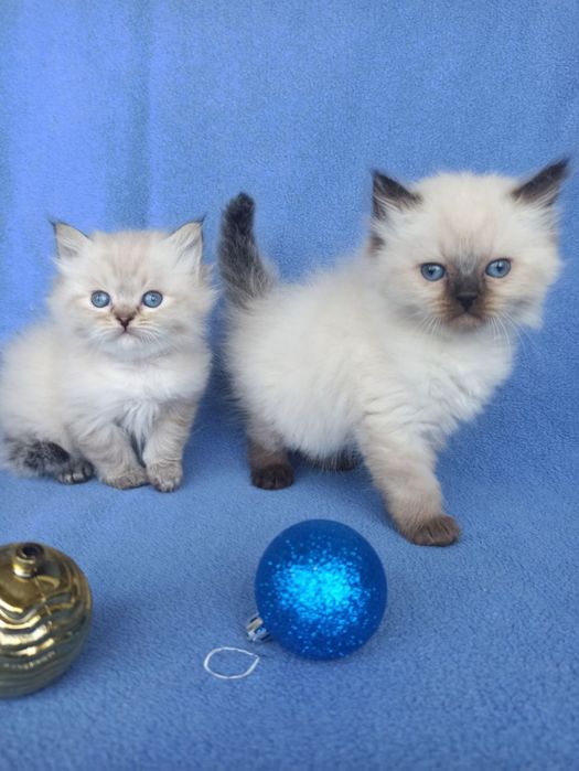 Котята Невские маскарадные продажа