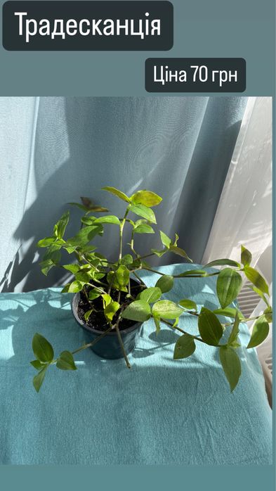 Кімнатні рослини