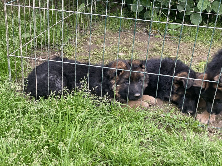 Малюки готові до переізду