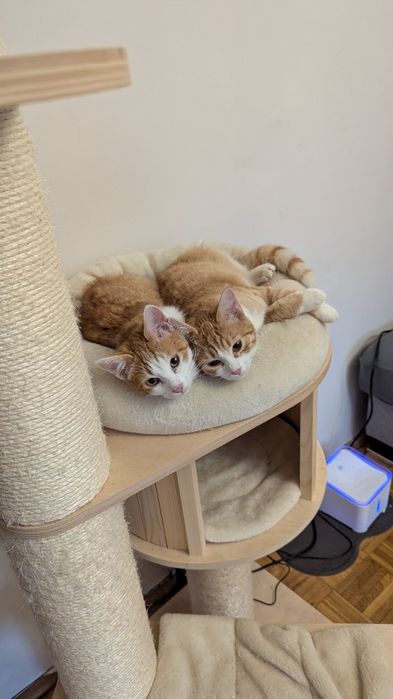 Wspólny dom poszukiwany!