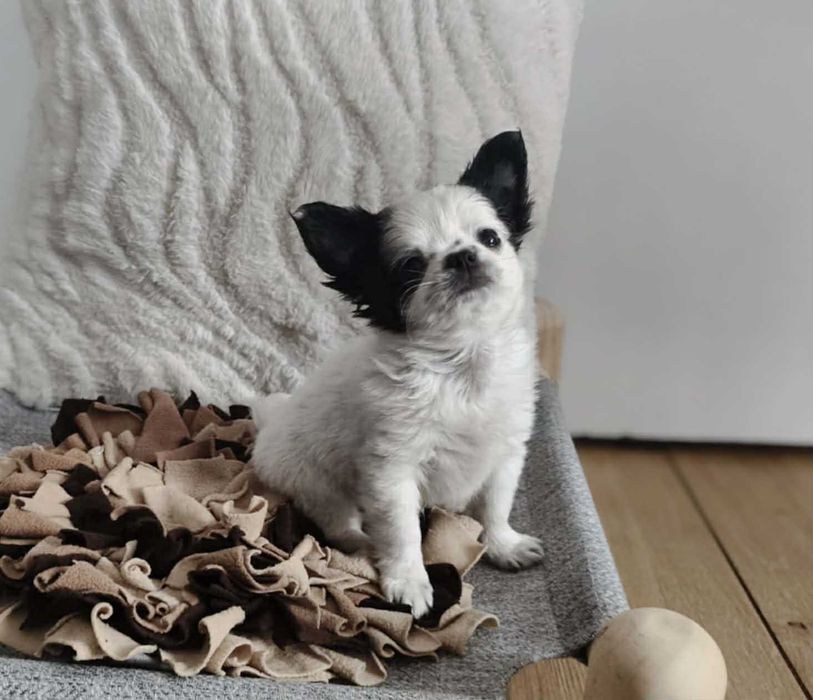 FRESCO - Długowłosy Chihuahua