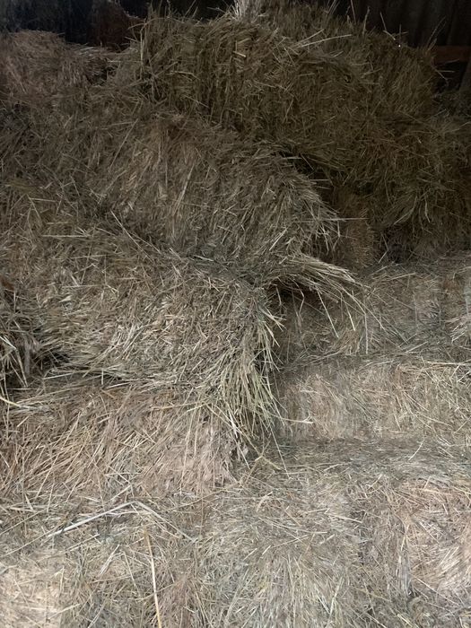 Продам сіно люцерна і лугове
