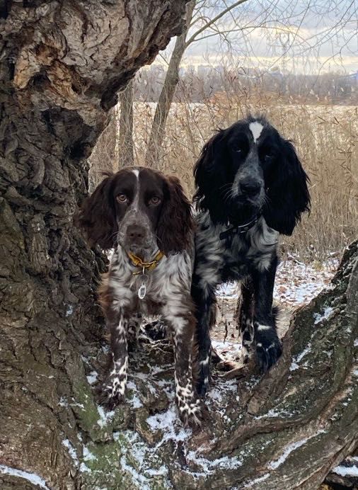 Спанієль дівчатка та хлопчик