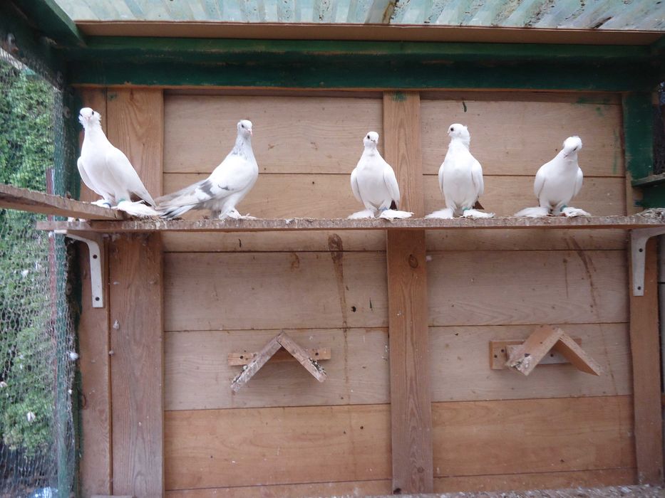 Dryiery czerwone, blauwindry i żałobnik perłowy