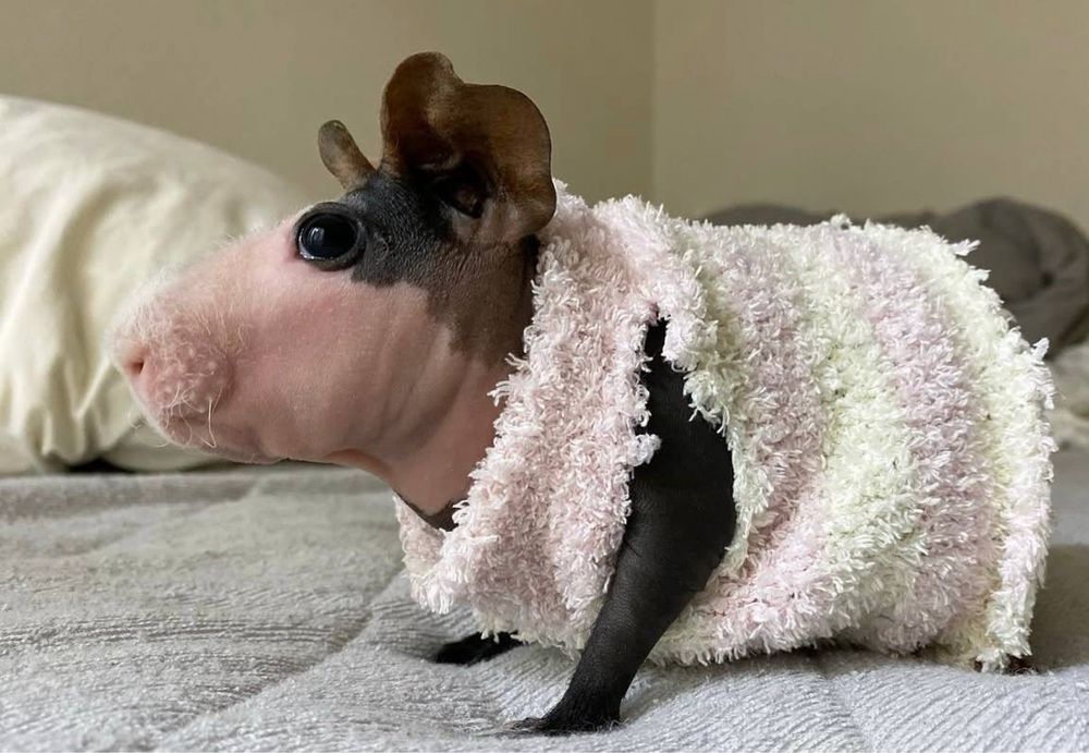 Лисі  морські свинки різних підвидів