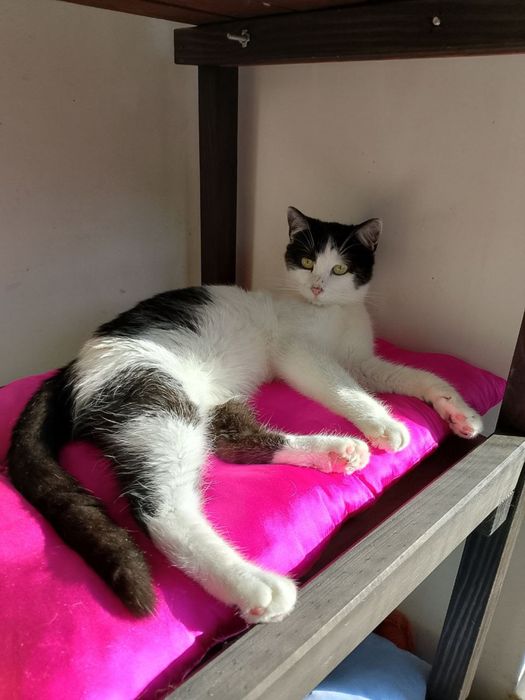 Мурзик ищет семью