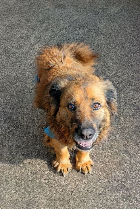 Oddam za darmo, do adopcji- prześliczna, wierna Azunia szuka domu