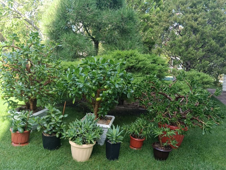 цветок  красула или  денежное дерево или дерево любви