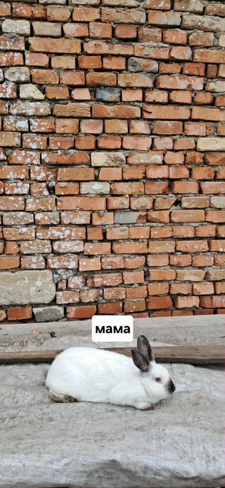 Продам крлликів 3 місяця каліфорнія