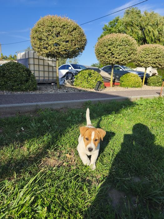 Jack Russell Terrier