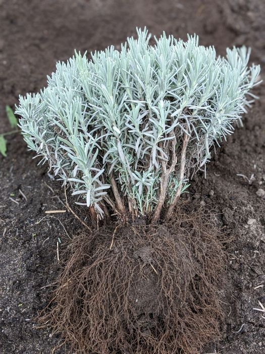 Саджанці лаванди