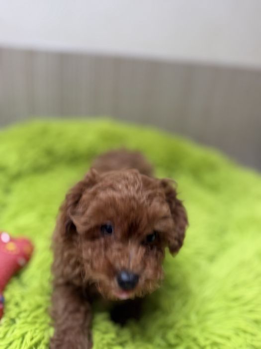 Pudel toy śliczny piesek