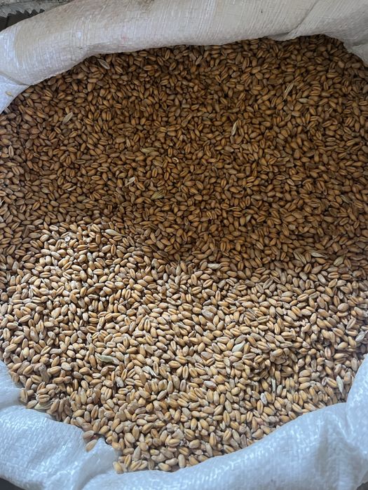 Продам Пшеницю цьогорічну (Озима )