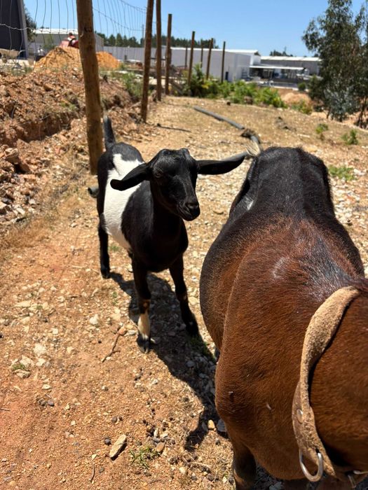 Cabras e cabritos