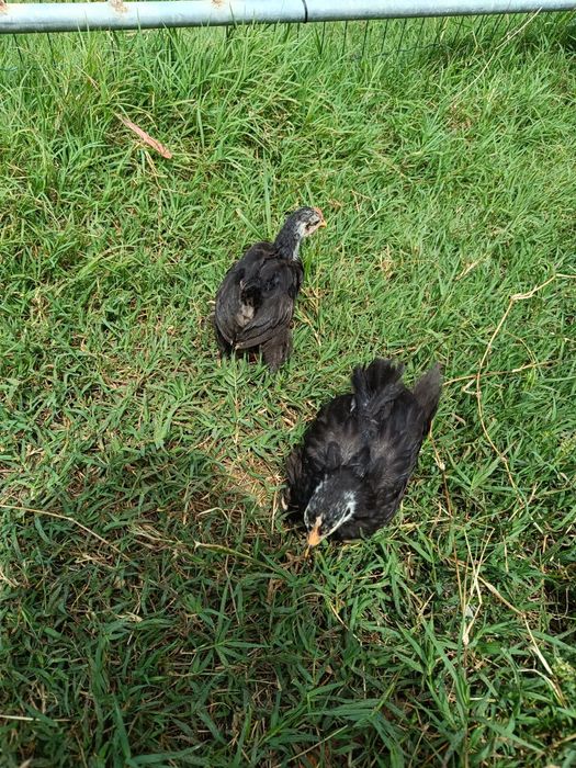 Pekins black e black mottled
