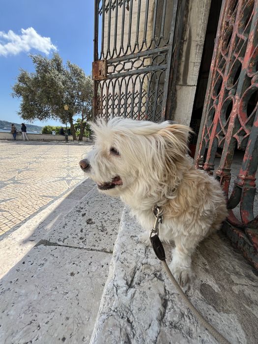 Pet sitting & Home care Lisboa/Telheiras