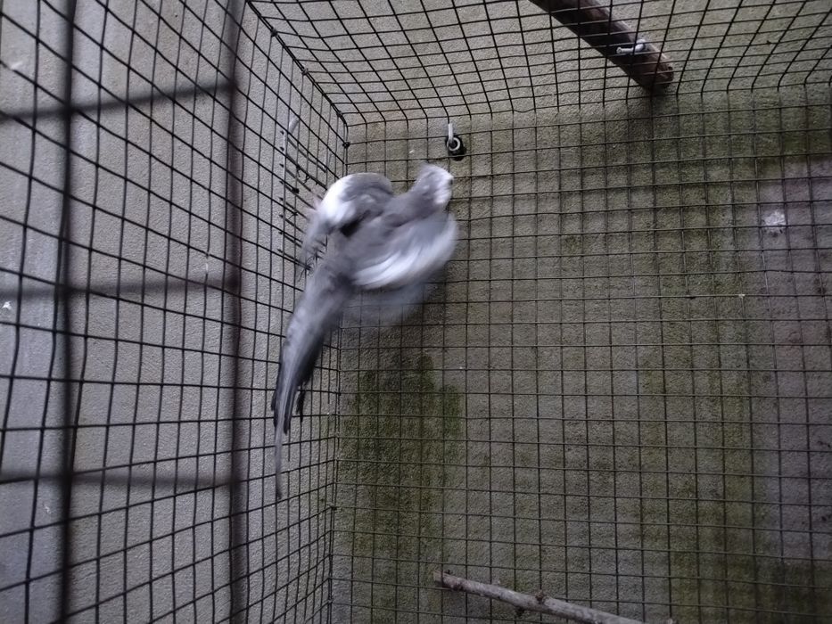 RESERVADO Caturra macho cinza