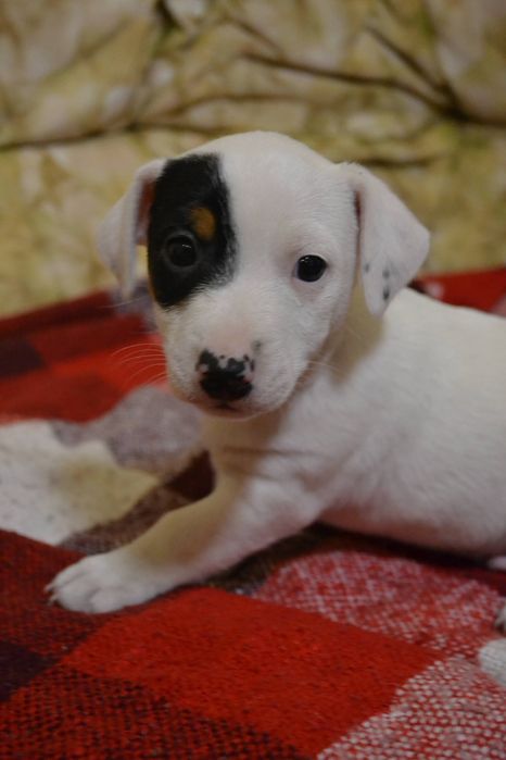 Останній хлопчик! Цуценя Джек рассел тер'єр