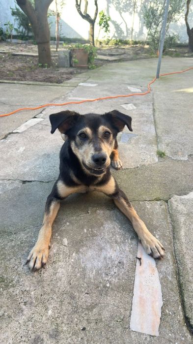 Cadela porte médio para adoção responsável