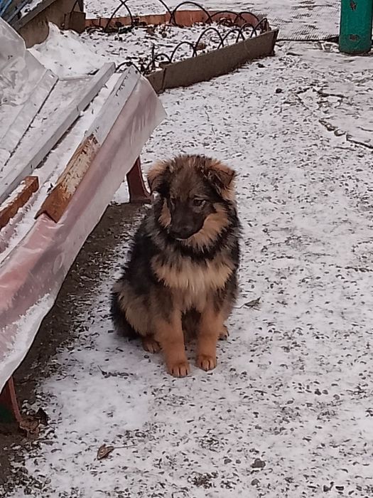 Собачки ищут дом! Харьков