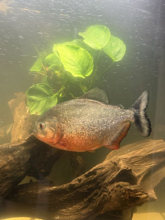 Oddam za darmo 2 Piranie Natteri