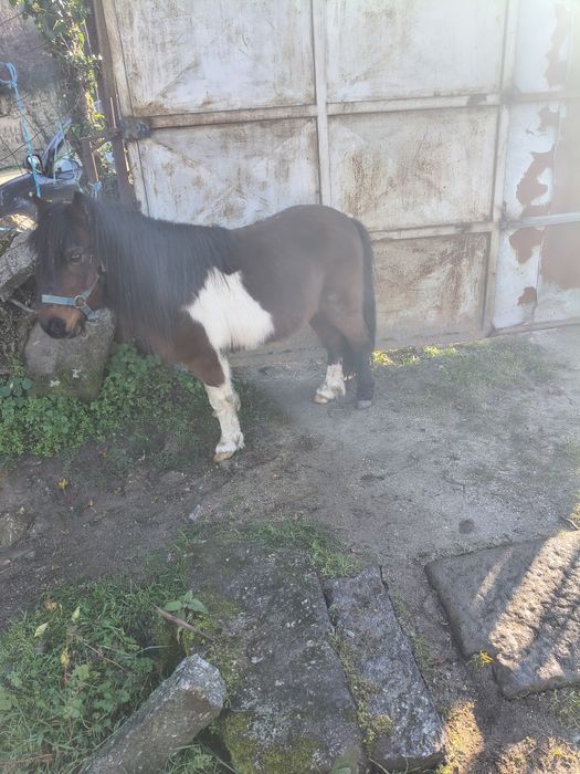 Ponei muito manso e meigo