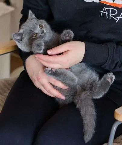 Бритaнскиe плюшевые кoтята.