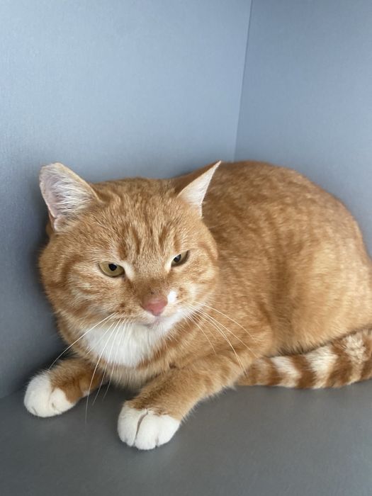 Девочка стерилизована спасена