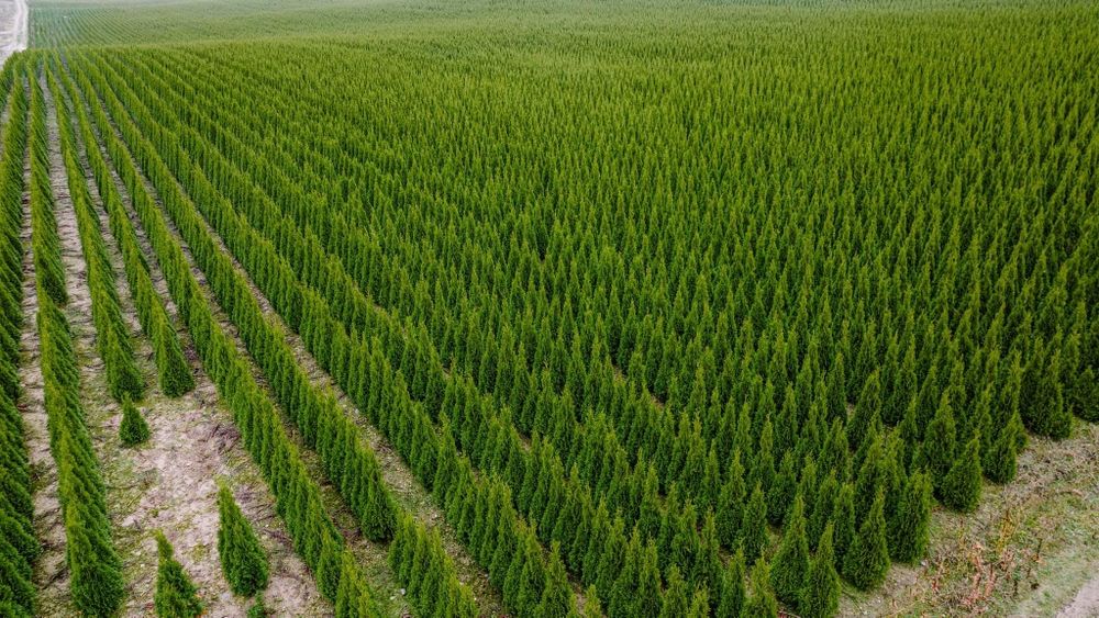 Thuja Tuja Tuje Szmaragd 150-170cm z gruntu PRODUCENT sadzimy