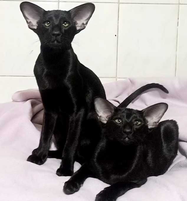 Оріентальна чорна кішка