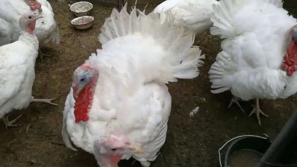 Бройлерні індики БІГ-6 (Словенія)