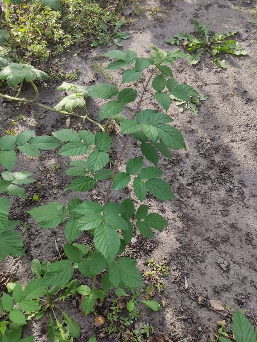 Саженцы инжира, ремонтантная малина.