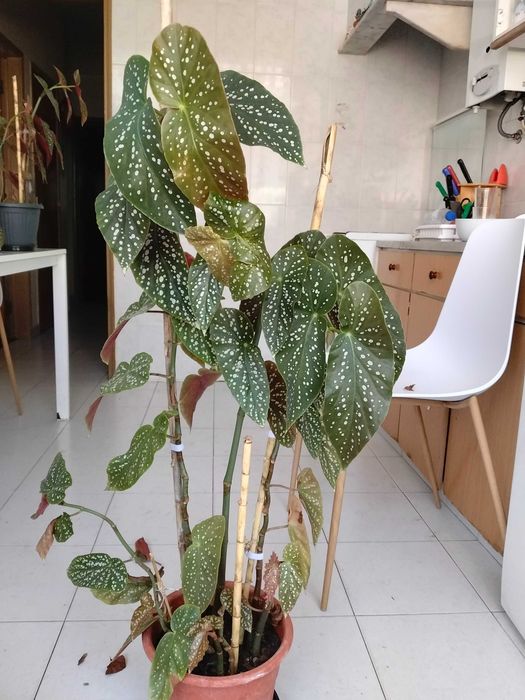 Planta de interior Begonia Maculata "asa de anjo"