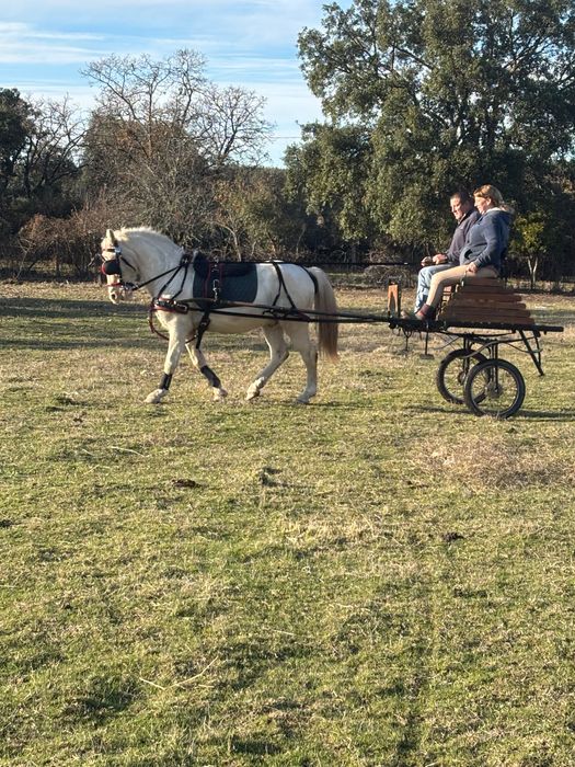 Cavalo Isabel montado e engatado