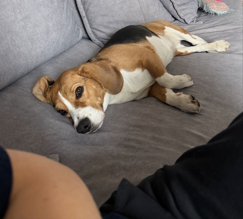 Oddam psa, beagel