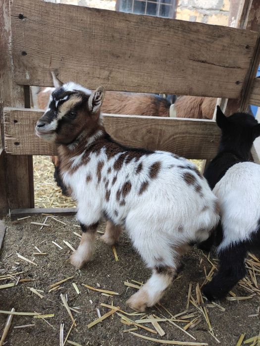 Продам камерунских козлята то