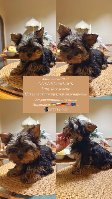 Йорк міні хлопчик преміум